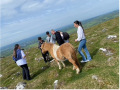 Dartmoor-Pony