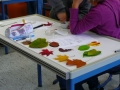 Welche Farben stecken in Laubblättern? (1)